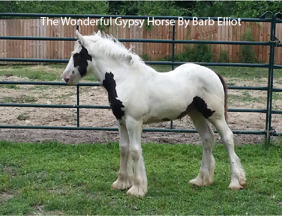 The Wonderful Gypsy Horse
By Barb Elliot