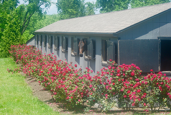 Tips For Horsekeeping On A Small Acreage