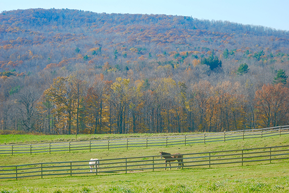 Horse Pasture