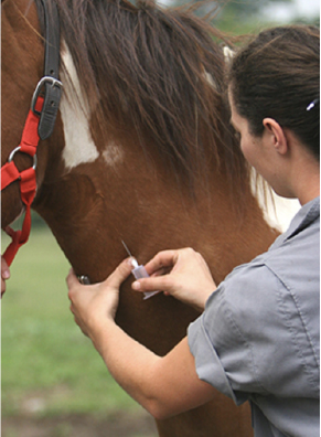 Vet Injecting a Horse