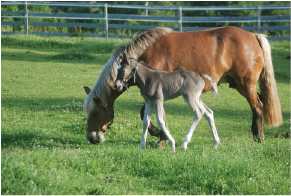 MMP Enzymes and Laminitis