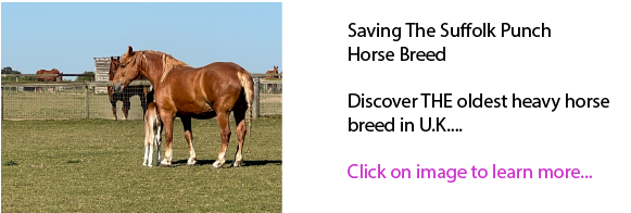 Saving The Suffolk Punch Horse Breed