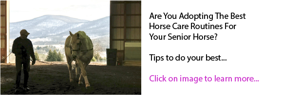 Are You Adopting The Best Horse Care Routines For Your Senior Horse? Are You Adopting The Best Horse Care Routines For Your Senior Horse?